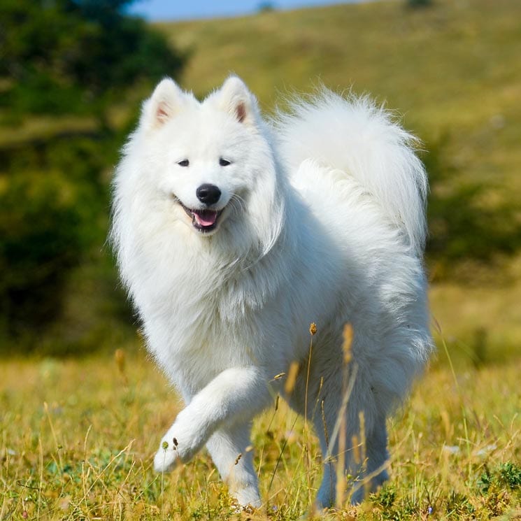 Así es el samoyedo, un compañero fiel de elegante pelaje blanco