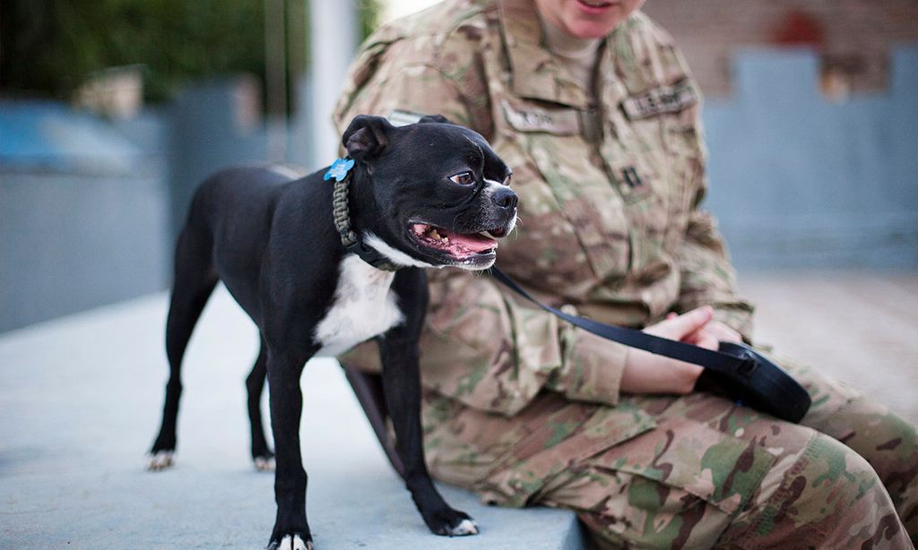 Boston Terrier: una de las mascotas más populares