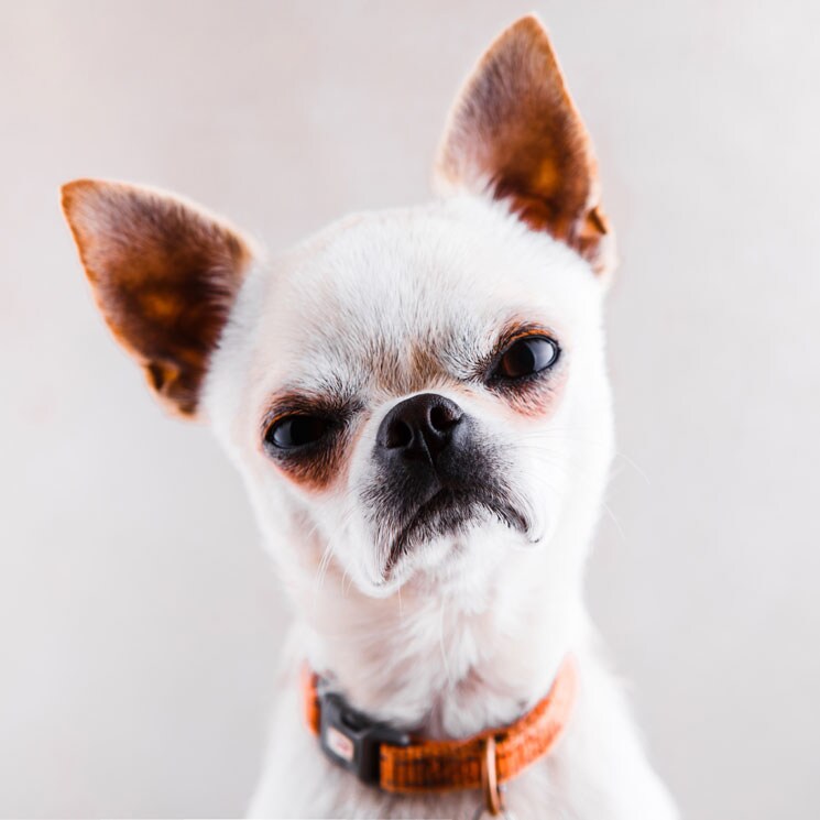 ¡No les molestes demasiado! Estas razas de perro se pueden enfadar contigo 