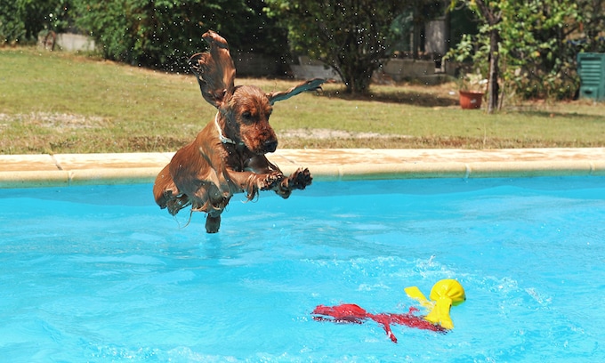 Perro de la raza cocker saltando a una piscina