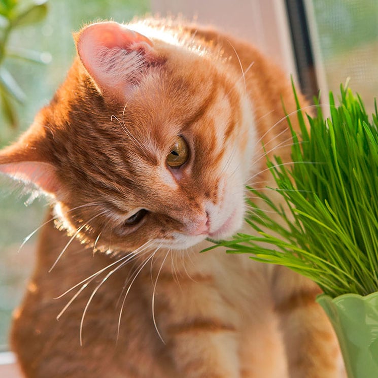 Qué plantas de interior elegir si tienes mascotas en casa y cuáles deberías evitar