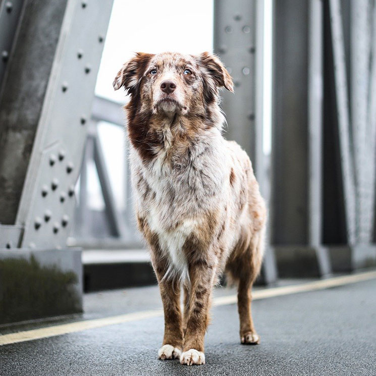 Las razas de perro con mejor salud, según el educador canino César Millán 