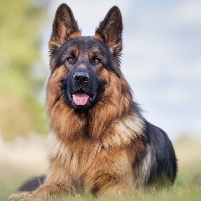 Las razas de perro con mejor olfato que pueden detectar el coronavirus