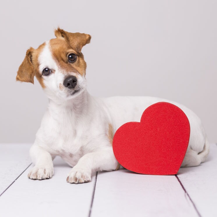 Enfermedades cardiacas en perros: ¿a qué razas afectan más?