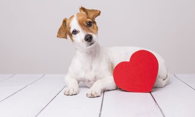 Enfermedades cardiacas en perros: ¿a qué razas afectan más?