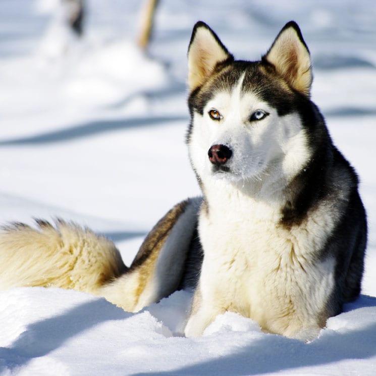 Husky siberiano, una raza de perro parecida al lobo, inteligente y fiel