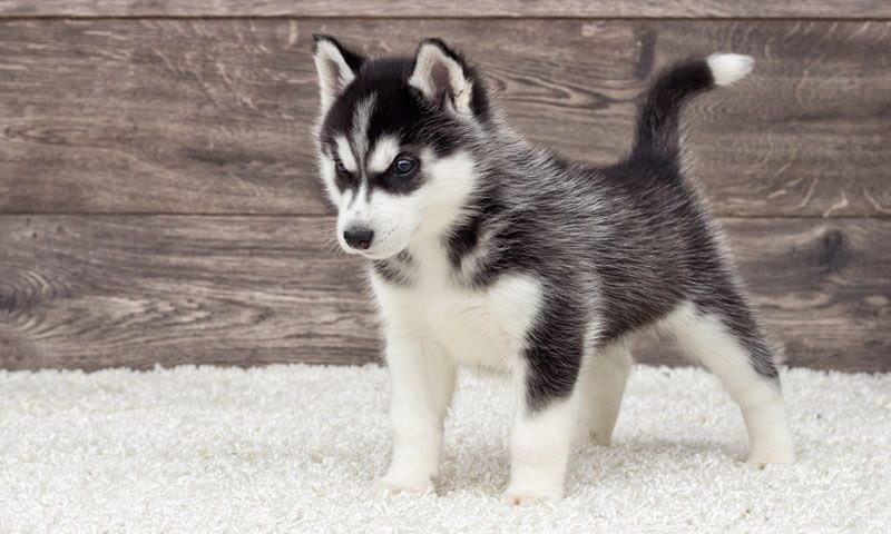 Perro Husky Siberiano Una Raza De Perro Parecida Al Lobo Inteligente Y Fiel Foto 1