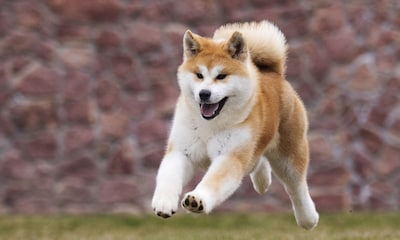 Hachiko: la conmovedora historia de un perro akita