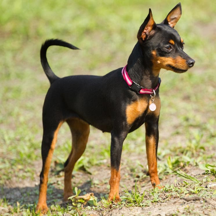 Ratón de Praga, así es uno de los perros más pequeños del mundo