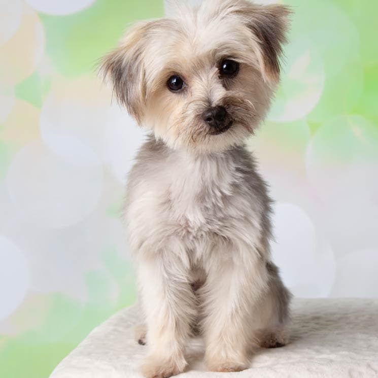 Perro maltipoo: nueva raza de perro pequeño diseñada para enamorar - 1