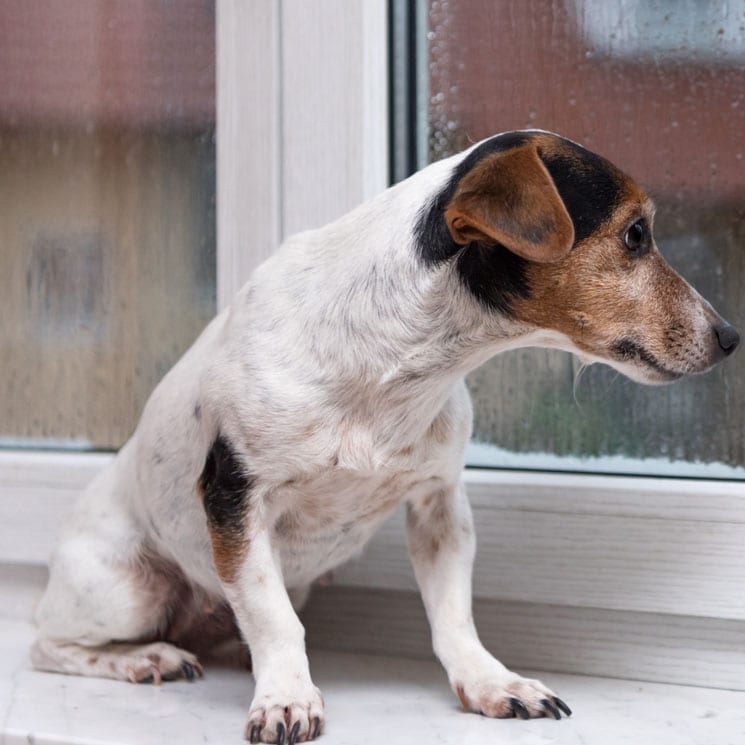 Esto es lo que siente tu perro cuando le dejas en casa solo