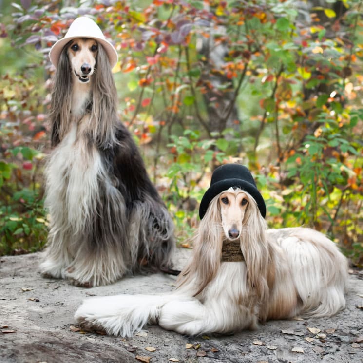 Galgo afgano, uno de los perros más elegantes y más parecido a un gato 