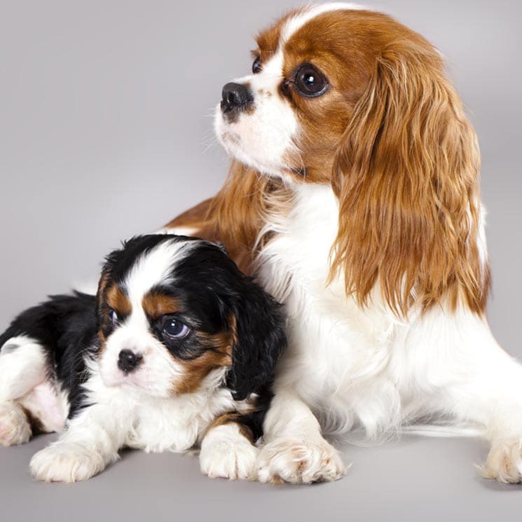 Cavalier King Charles Spaniel: un perro ideal para vivir con niños y personas mayores