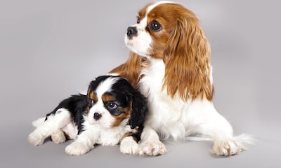 Cavalier King Charles Spaniel: un perro ideal para vivir con niños y personas mayores