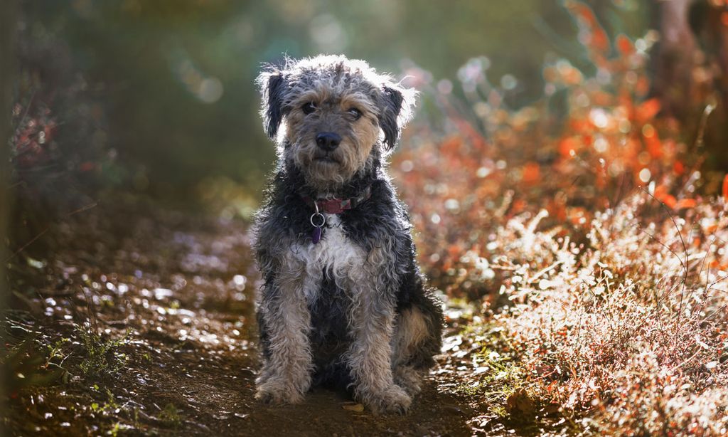 Yorkie poo, un perro 'de bolsillo' ideal para principiantes y alérgicos
