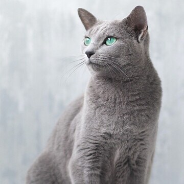 Gato azul ruso, una de las razas de felino más antiguas y populares 