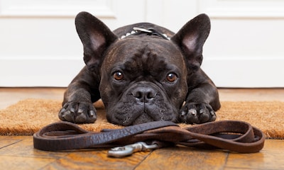 ¿Cómo enseñar a tu perro a no tirar de la correa?