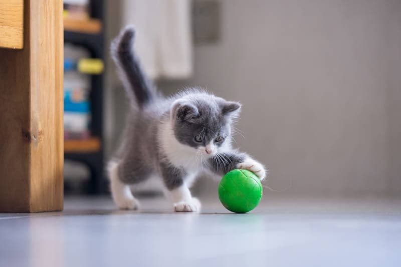 Las cosas que más les gustan a los gatos - Foto 1