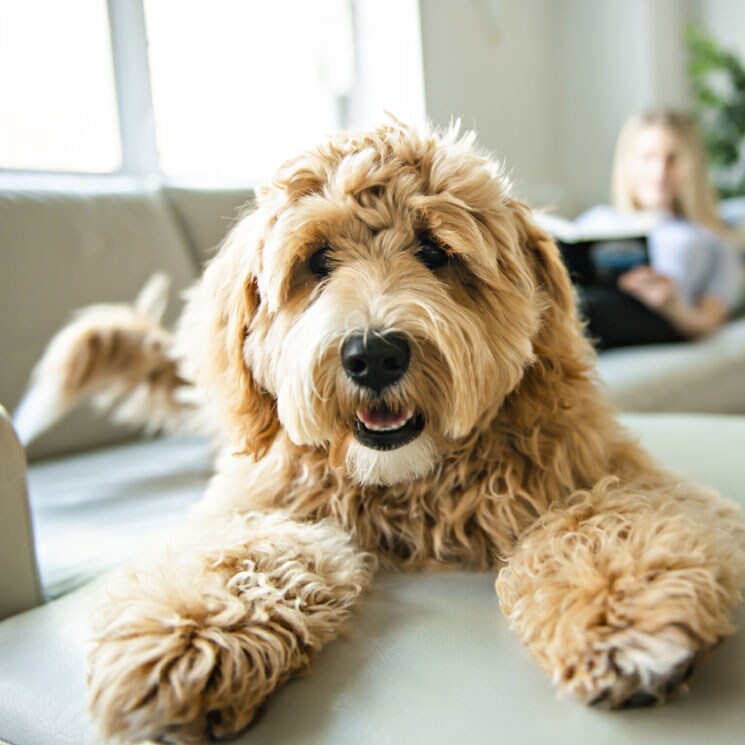 Perro labradoodle: para muchos, una raza de perro perfecta 