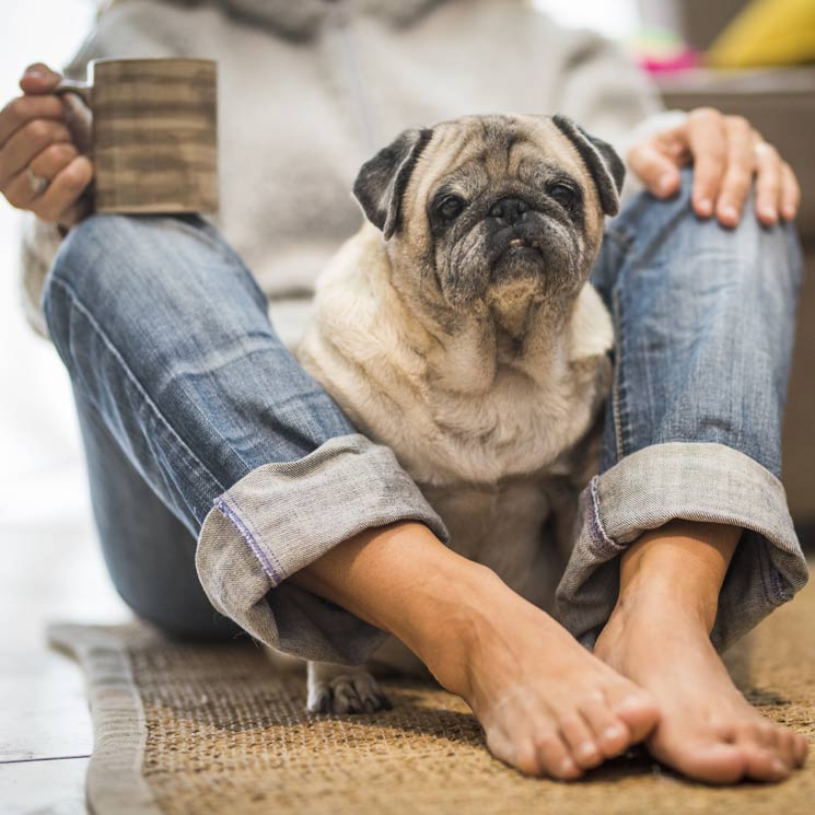 ¿Por qué mi perro se sienta sobre mis pies?