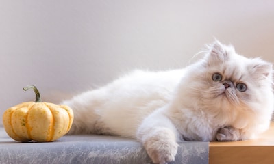Gato persa: características de una de las razas de gatos más cariñosas y bellas