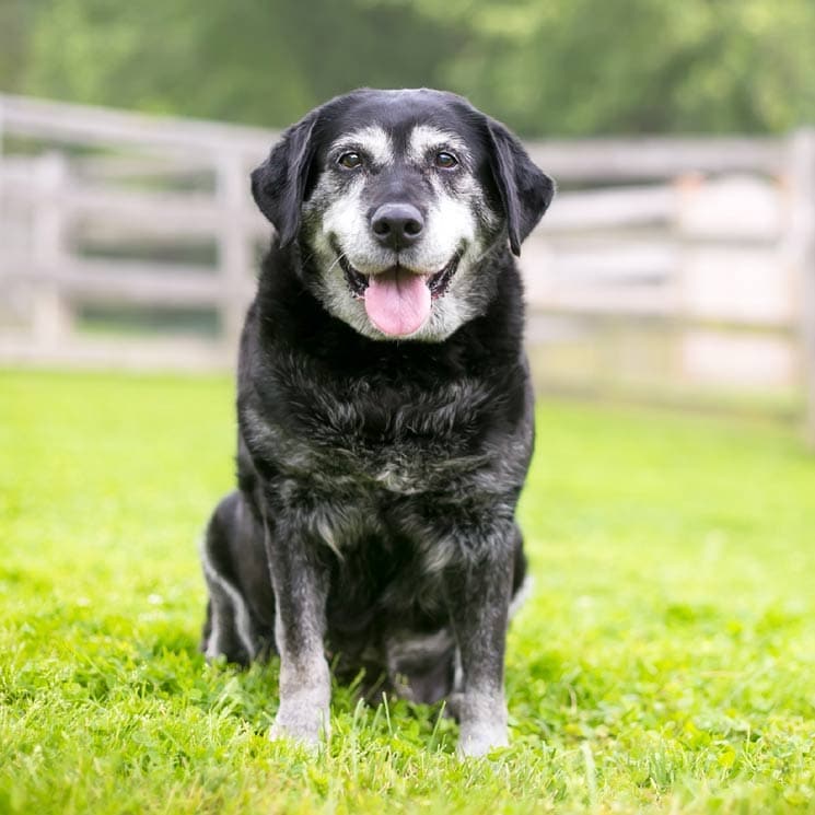 ¿Qué señales te indican que tu perro se hace mayor?