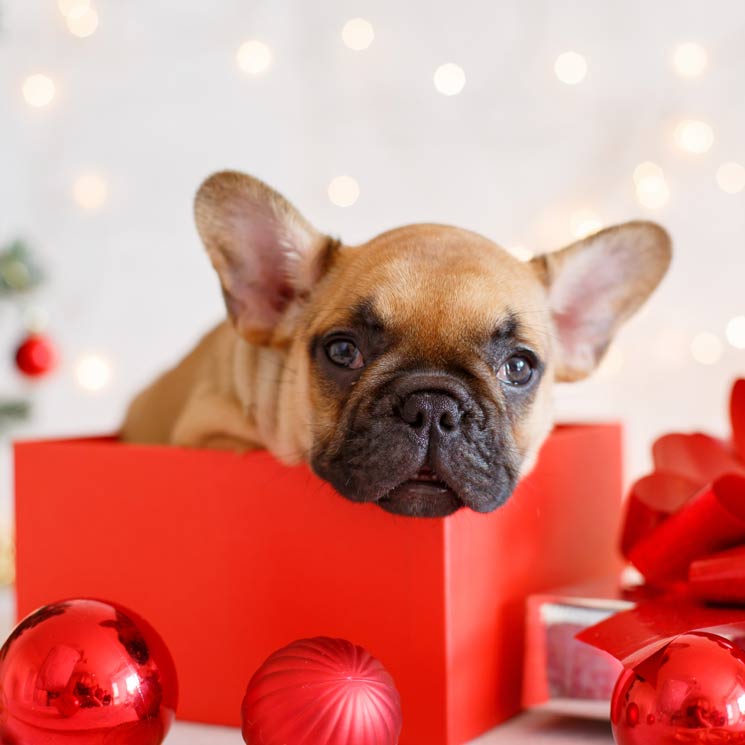 Regalar un perro o un gato en Navidad, ¿una buena idea?