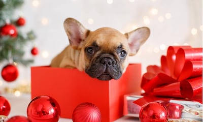 Regalar un perro o un gato en Navidad, ¿una buena idea?