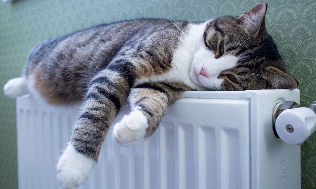 Sabes qué siente un gato cuando se queda solo en casa? - Foto 1