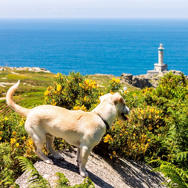 Doce destinos «pet friendly» para viajar en 2021 con tu mascota