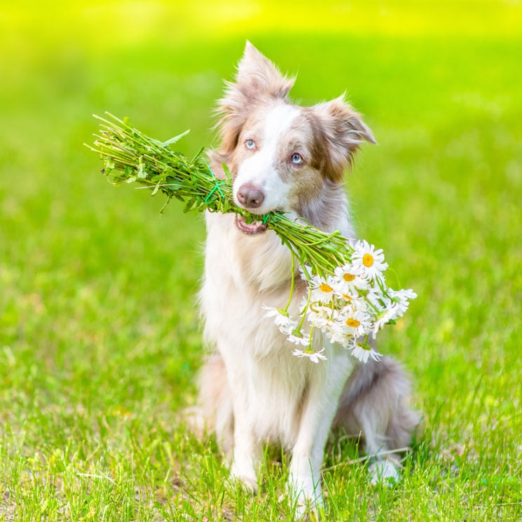 Plantas medicinales y remedios que pueden ayudar a nuestras mascotas 