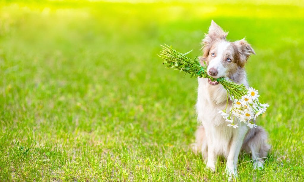 Plantas medicinales y remedios que pueden ayudar a nuestras mascotas