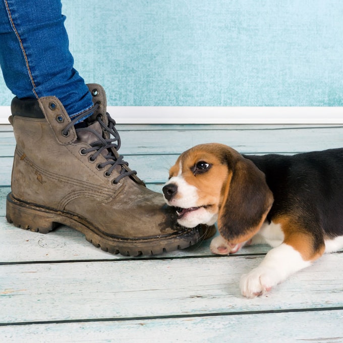 ¿Tu perro te muerde constantemente los pies? Averigua por qué lo hace 