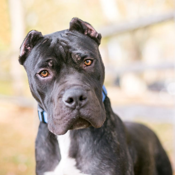 Estas son algunas de las 33 razas de perro españolas autóctonas