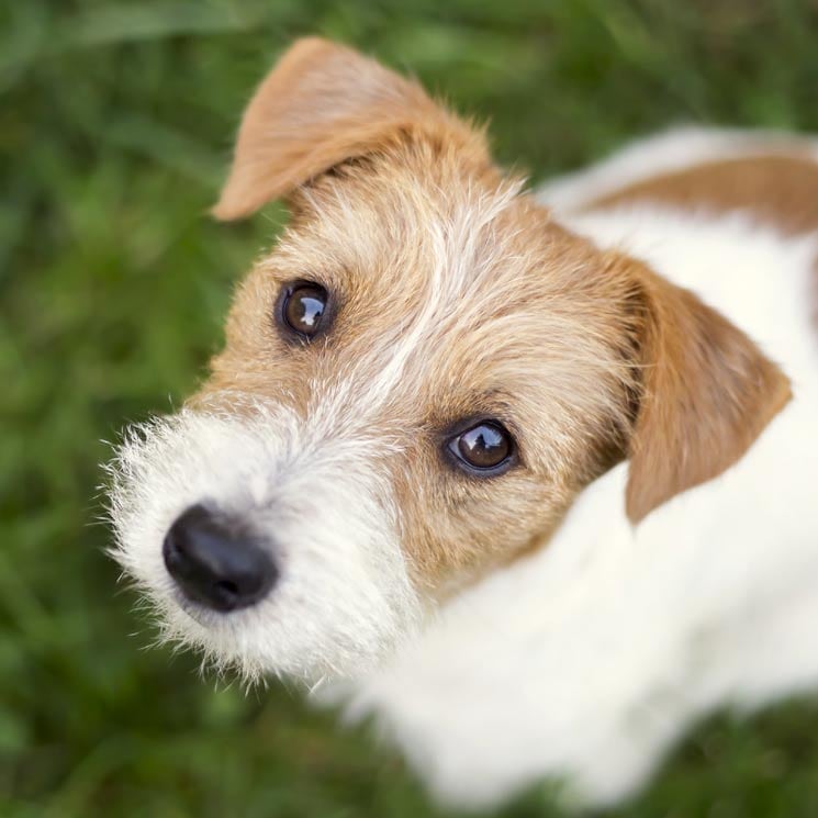¿Sabes por qué tu perro te mira fijamente a los ojos?