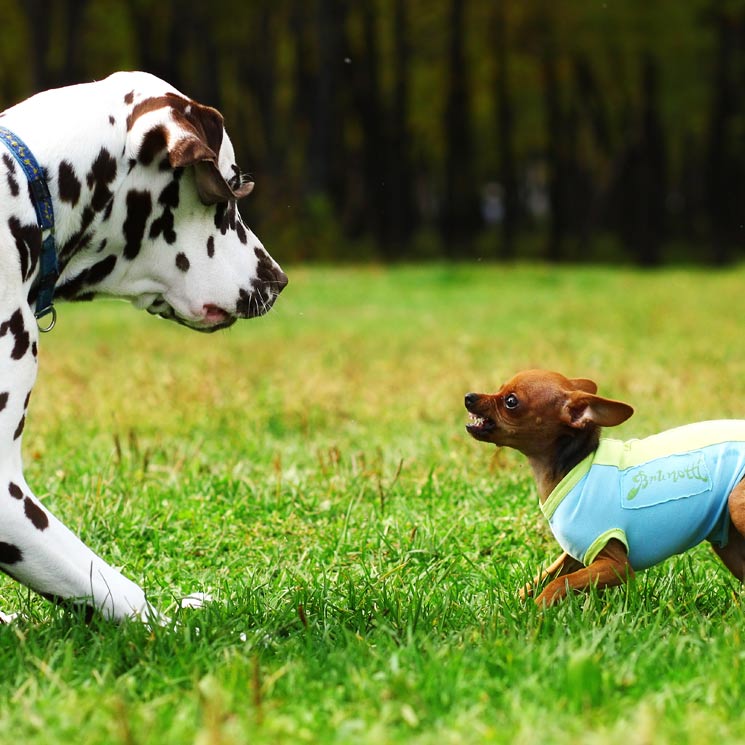 Estas son las razones por las que tu perro se lleva mal con otros perros