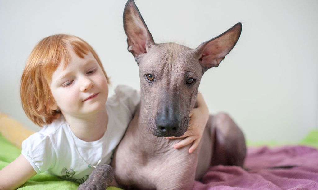 El perro azteca o mexicano, también conocido como xoloitzcuintle, una de las razas más raras