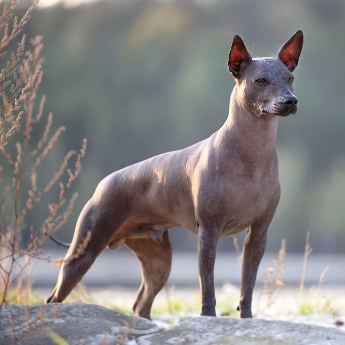 El perro azteca o mexicano, también conocido como xoloitzcuintle, una de las razas más raras 