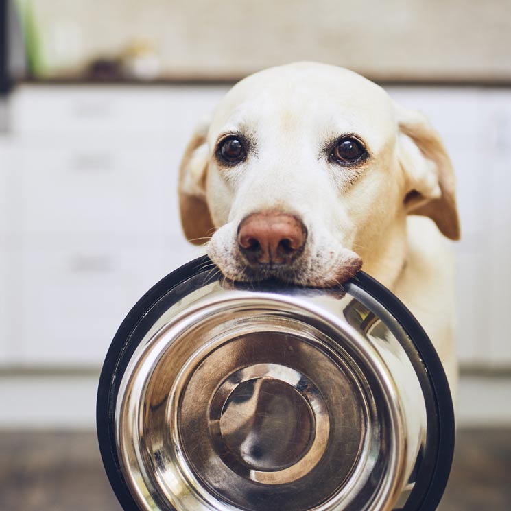 ¿Por qué mi perro siempre tiene hambre?