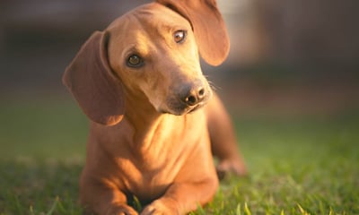 5 mitos sobre la castración de perros