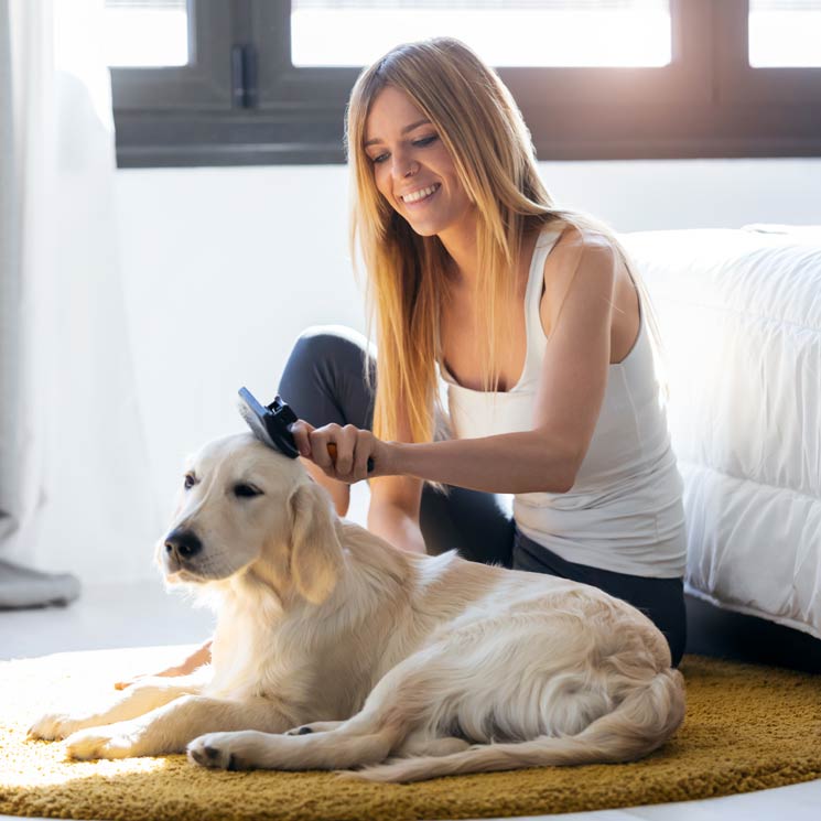 ¿Cómo puedo quitar los nudos a mi perro sin hacerle daño ni ir a la peluquería?