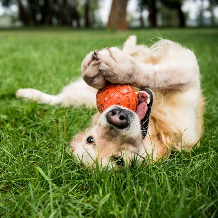 ¡No paran! 7 razas de perro muy juguetonas