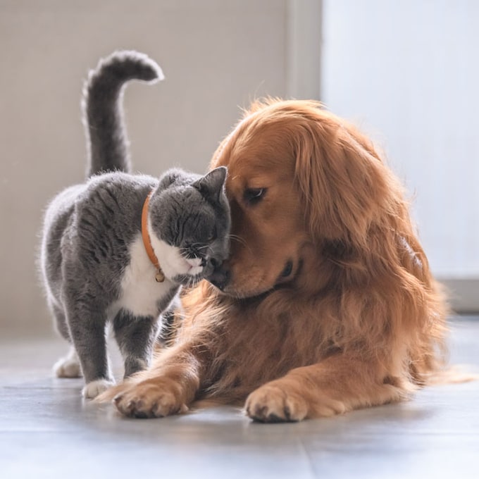 Perros y gatos felices: esto es lo que tus mascotas necesitan para sentirse bien
