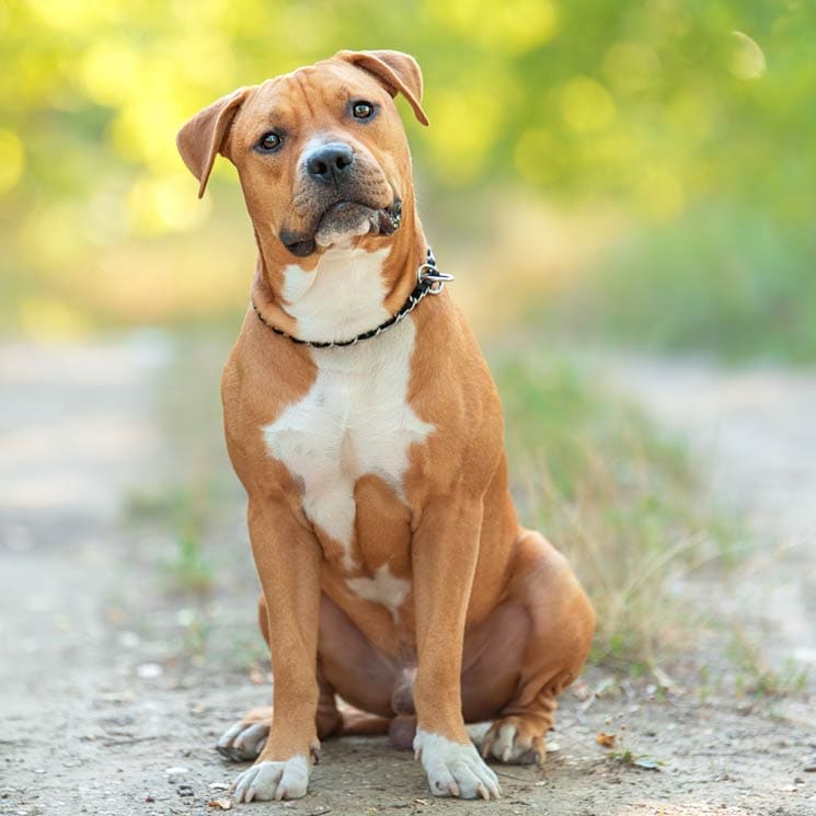 Estas son las 16 razas de perro potencialmente peligrosos que se benefician de la nueva ley