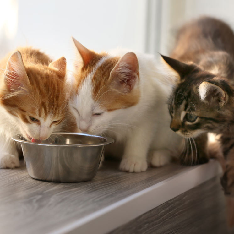 Hay alimentos que no debes dar a tu gato, ¿sabes cuáles son?