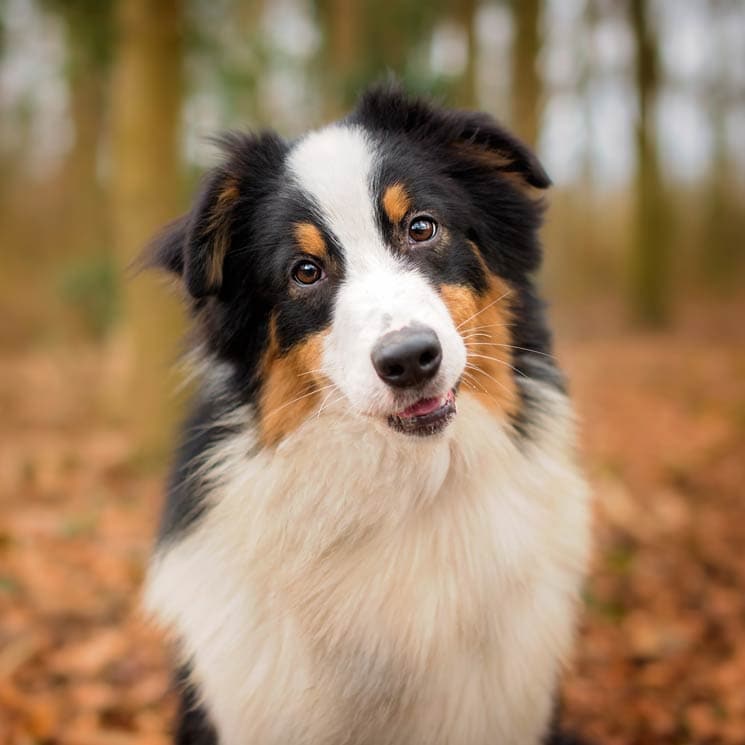 ¿Por qué mi perro arrastra el culo por el suelo?