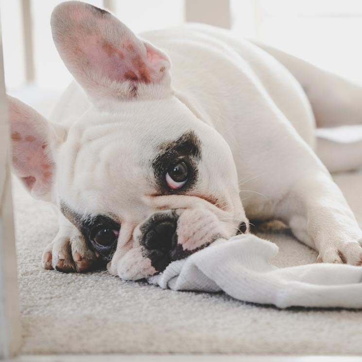 Consejos útiles que debes tener en cuenta si tu perro se come un calcetín