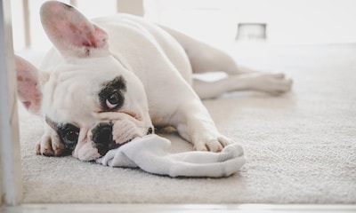 Consejos útiles que debes tener en cuenta si tu perro se come un calcetín
