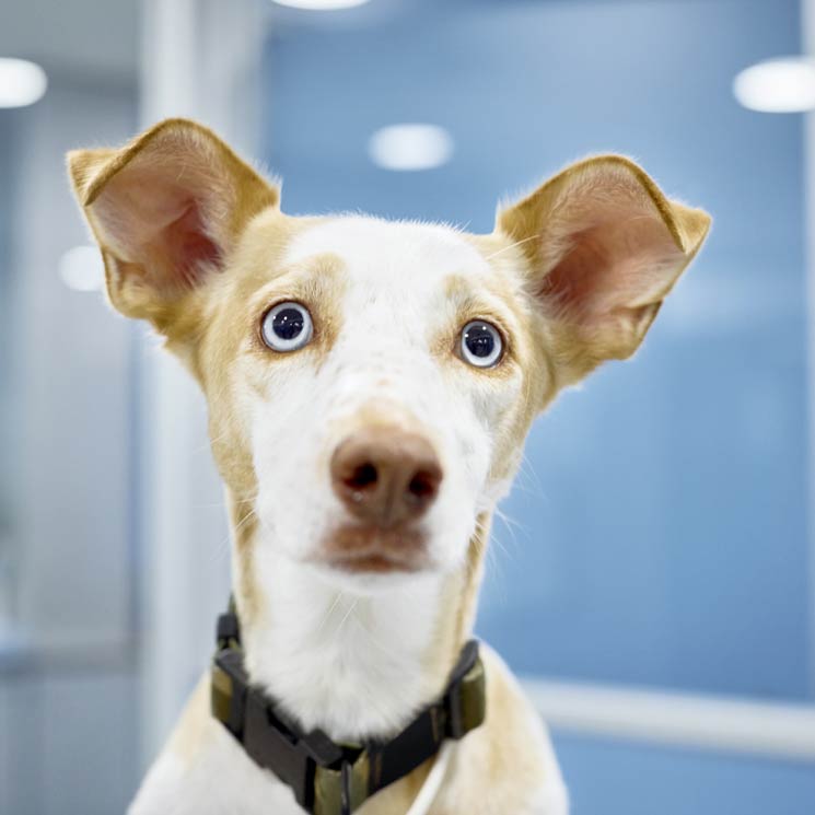 'Machismo' en perros: ¿comportamiento normal o problemas de conducta?