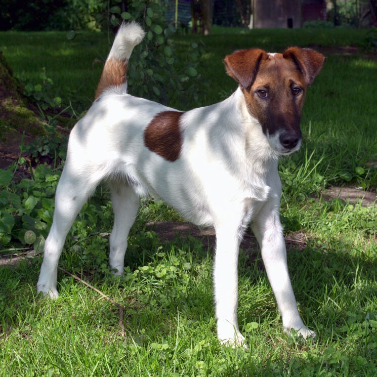 Así es el fox terrier de pelo liso, un perro activo y muy curioso